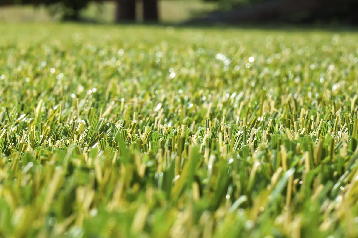 turf builder colorado